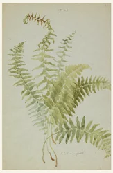 Zeichnung, Studien von Farnen, frühes 20. Jahrhundert